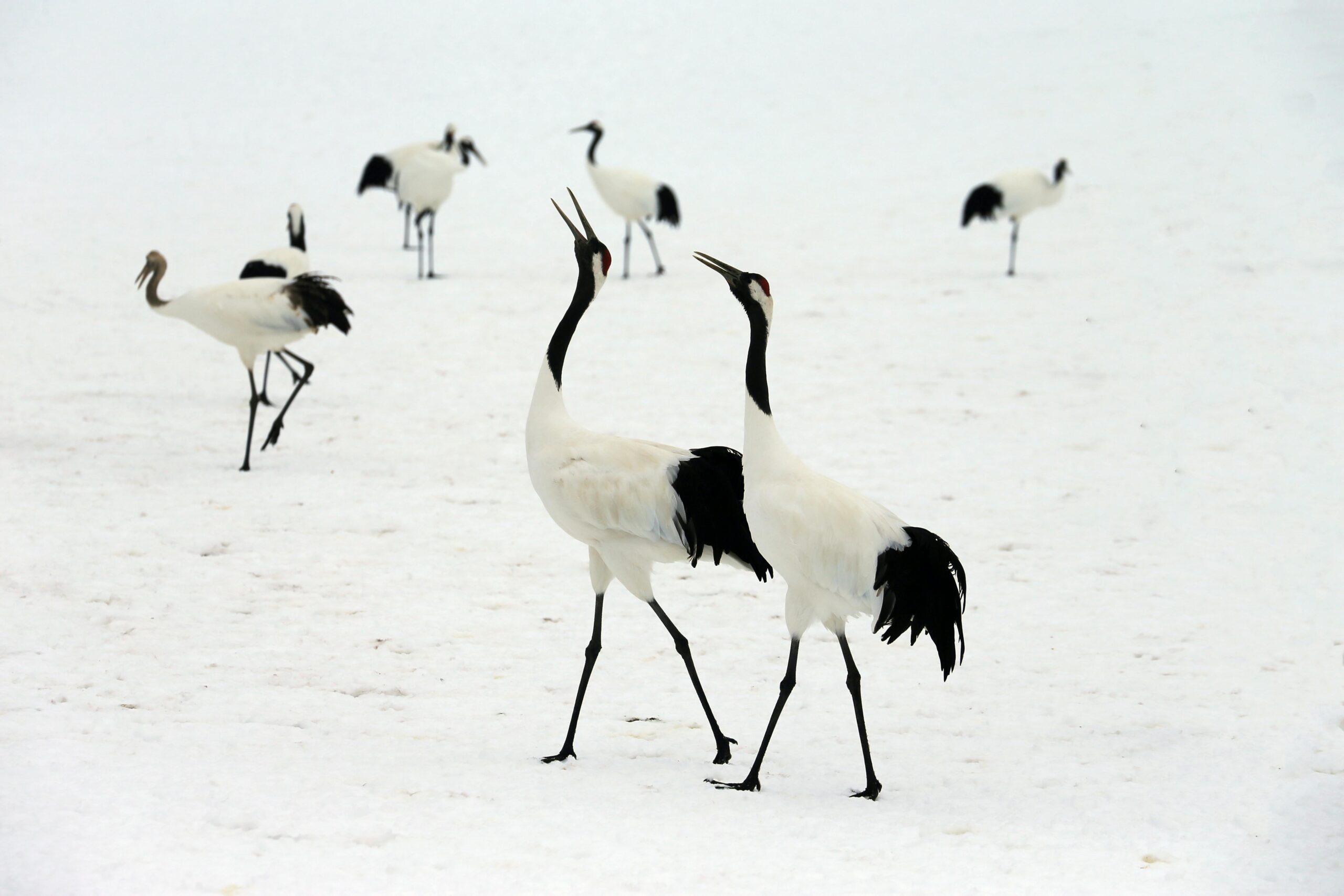 VM Migration Between Hosts in Proxmox: Complete Guide to Live and Offline Migration